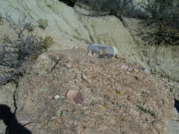 Conglomerate boulder of purple and blue rhyolite