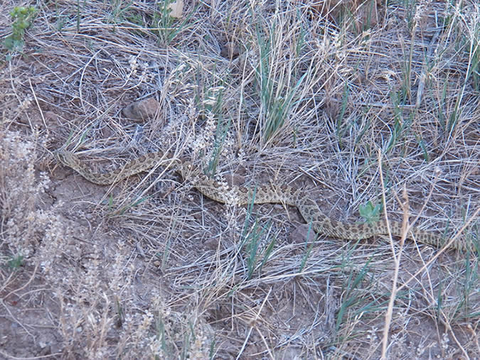 Rattlesnake on South Table Mountain